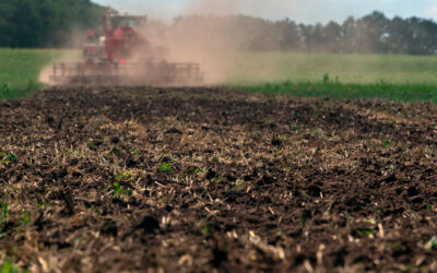 Los biofertilizantes en agricultura