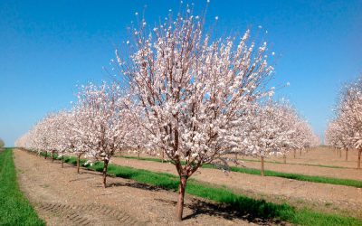 Cultivo del almendro