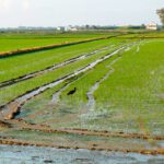 Impacto de la DANA en los campos de arroz