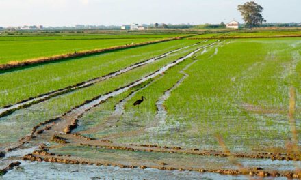 Impacto de la DANA en los campos de arroz