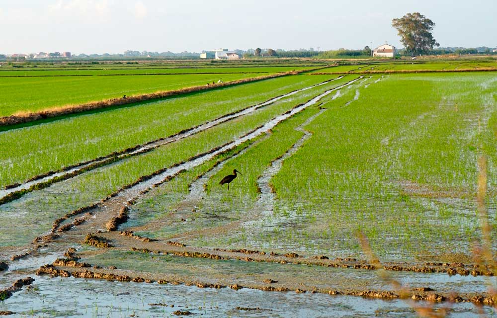 Impacto de la DANA en los campos de arroz