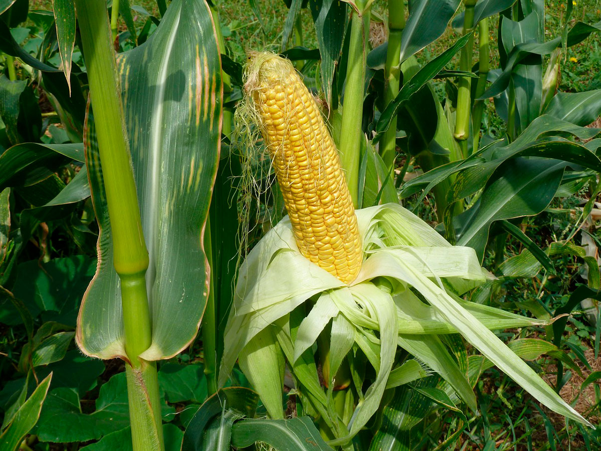 Informe técnico para el cultivo del maíz dulce | El huerto urbano :: El  huerto en casa