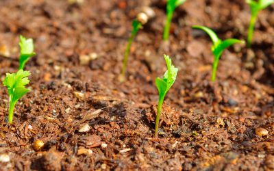 Informe técnico para el cultivo del cilantro