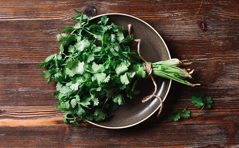 El cilantro como especia