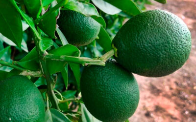 Fisiopatías en naranjas y mandarinas de fruto alargado