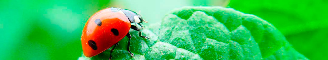 Coccinellidae sobre hoja de patata