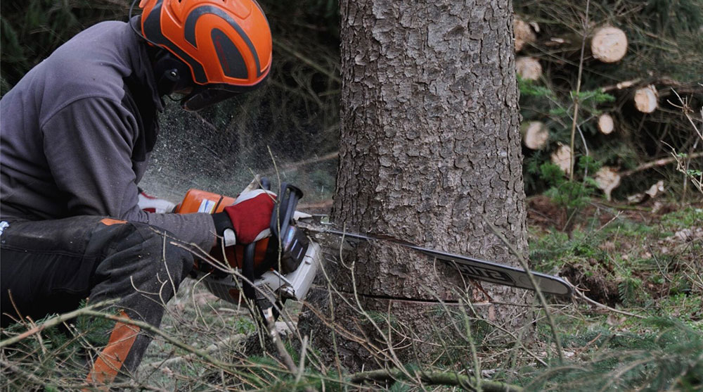 Cómo usar una motosierra para cortar árboles | El huerto urbano :: El  huerto en casa