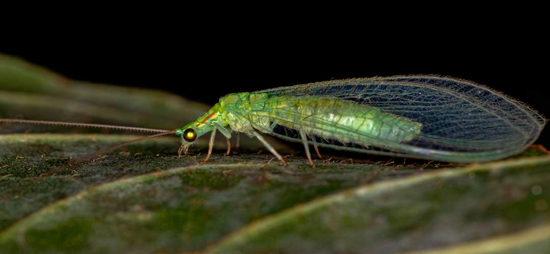 Crisopa verde adulto