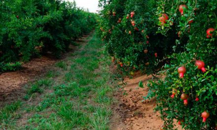 La agricultura y la erosión del suelo