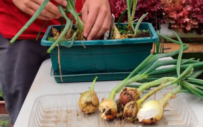 Cómo cultivar tus cebollas sin semilla en jardineras