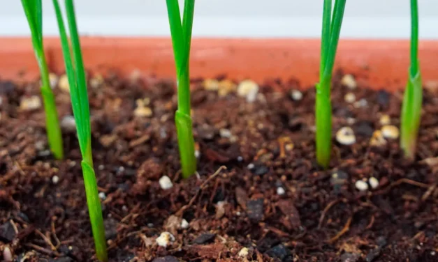 Cómo plantar ajos en casa