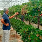 Fertilización en los nuevos sistemas de cultivo del fresón