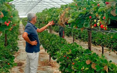 Fertilización en los nuevos sistemas de cultivo del fresón