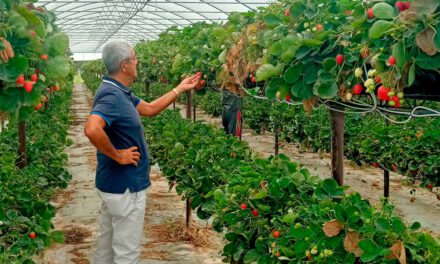 Fertilización en los nuevos sistemas de cultivo del fresón