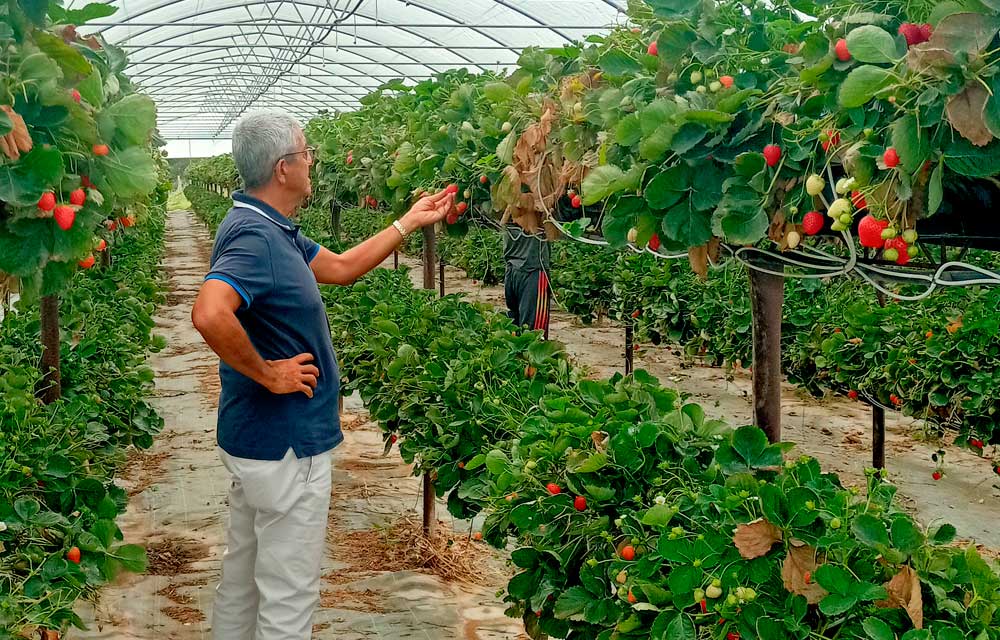 Fertilización en los nuevos sistemas de cultivo del fresón