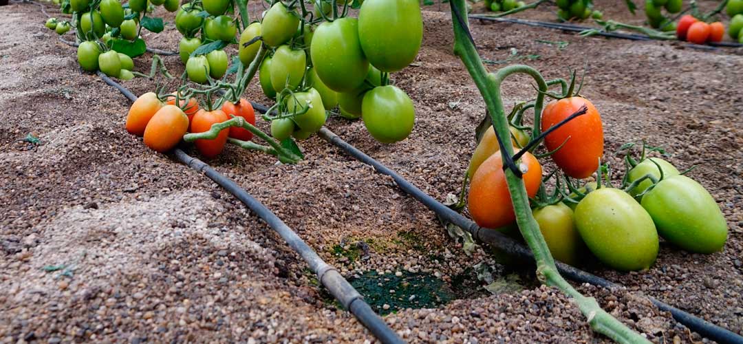 Fertilización por goteo en tomate