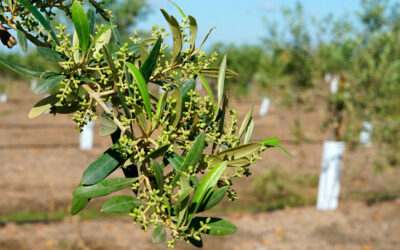 Estrategia agronutricional contra el estrés térmico