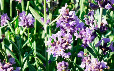 Informe técnico para el cultivo de Lavanda