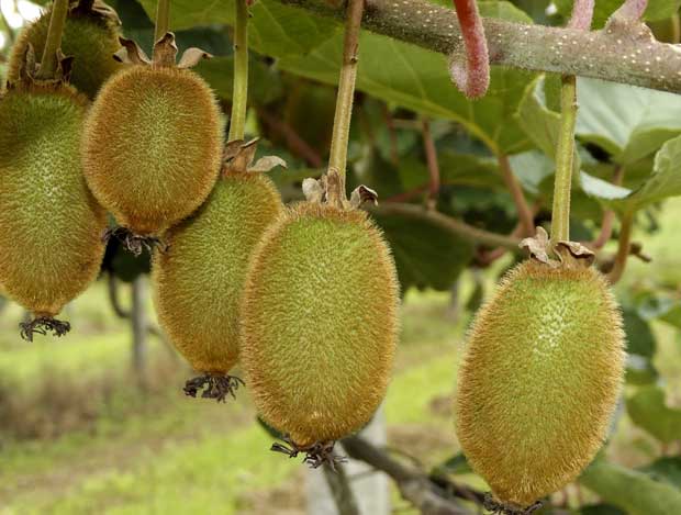 Cultivo del kiwi | El huerto urbano :: El huerto en casa