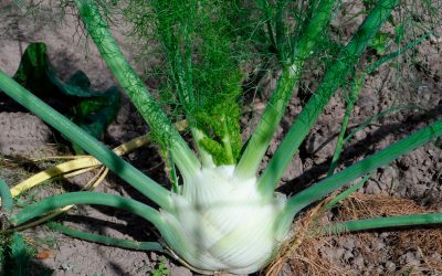 Informe técnico para el cultivo del hinojo