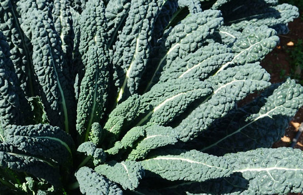 Kale negro toscano | El huerto urbano :: El huerto en casa