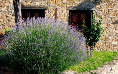 Aromáticas en huertos urbanos