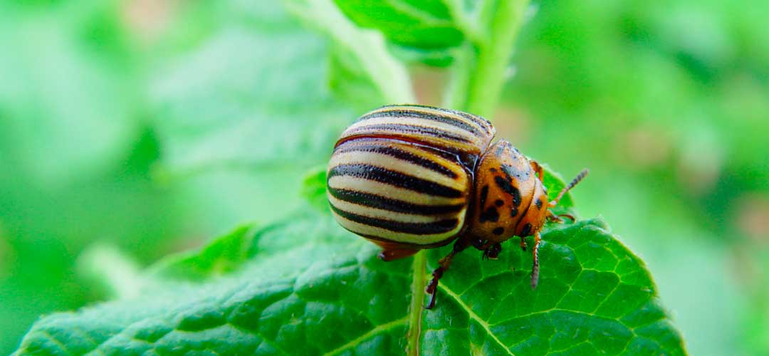 Leptinotarsa decemlineata sobre hojas de patata