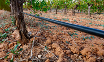 Cómo influyen los suelos en los vinos