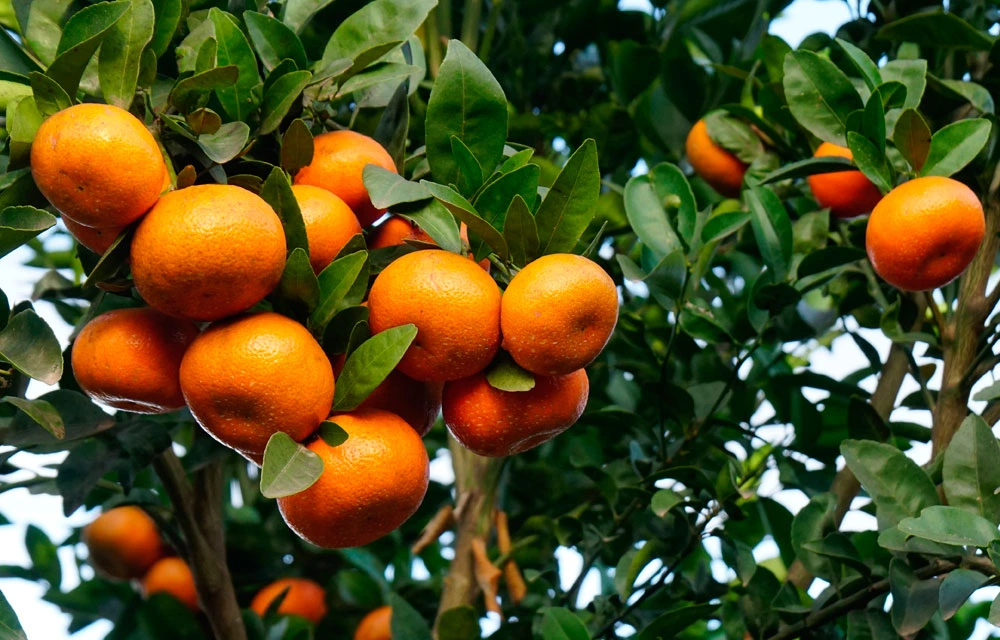 El ácido pidólico como bioestimulante agrícola