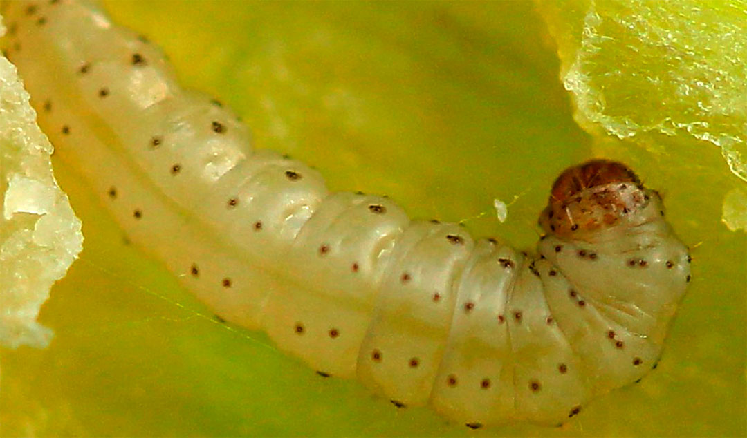 Oruga de Acrolepiopsis assectella