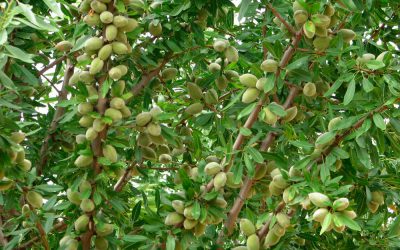 Plagas y enfermedades del almendro