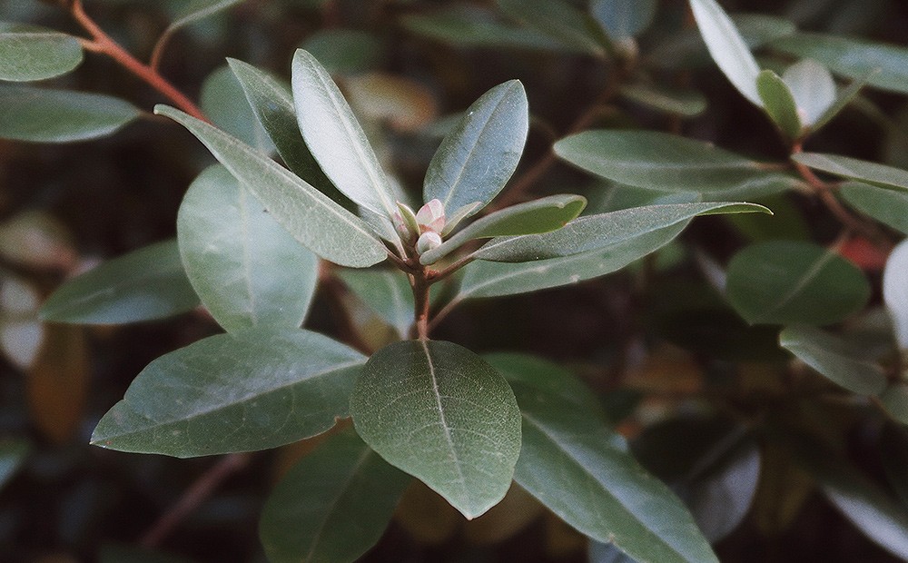 Planta natural de laurel