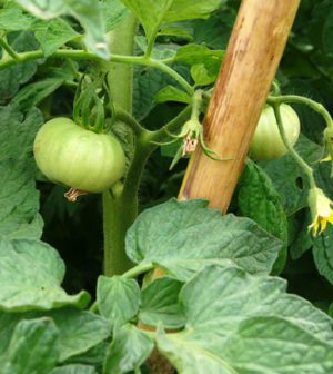 Plagas y enfermedades del tomate