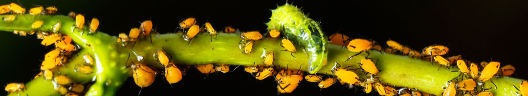 Pulgón Aphis nerii