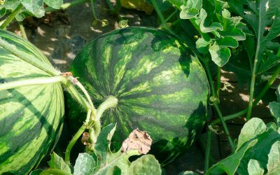 Informe técnico para el cultivo de la sandía