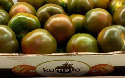 Tomate Kumato