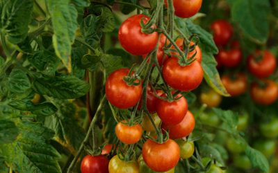 Informe técnico para el cultivo del tomate