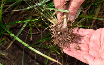 Informe técnico para el cultivo de la chufa