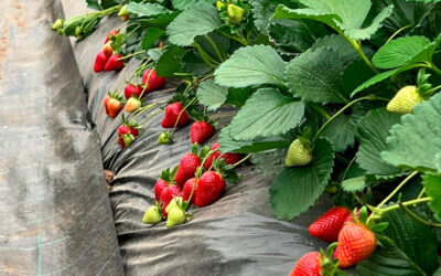 Variedades nuevas de fresas