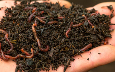 El vermicompost